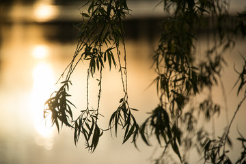 Close up of branches from a weeping willow