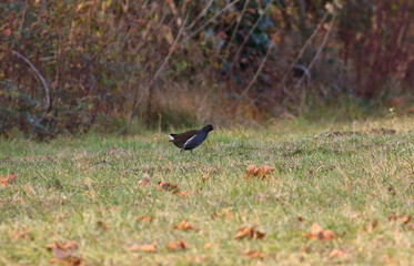 The water hen Gallinula chloropus