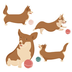 Welsh corgi Pembroke vector illustration. Cute cartoon dog breed set. Funny baby animal standing in a studio with a ball, little puppy.