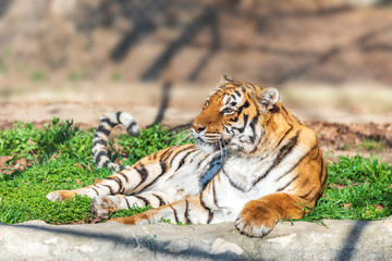 Tiger is resting on the sun