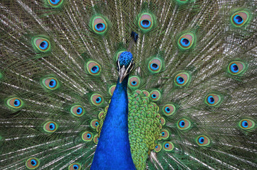 Fototapeta na wymiar peacock portrait