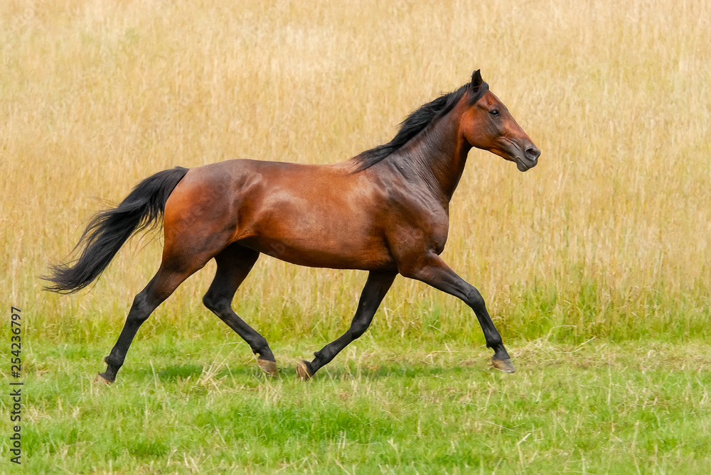 Wall mural german trotter, horse breed, runs at a smart trot across a meadow, germany