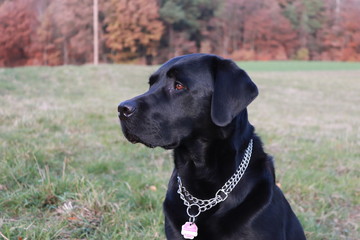 Black Labrador