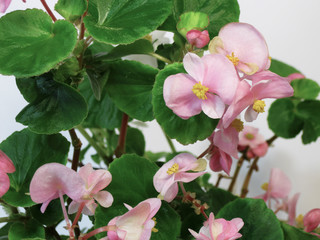 Begonia is an ornamental plant with very beautiful motley leaves of various shapes and unforgettable bright flowers.