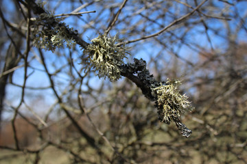 Cetraria islanica common Iceland moss on the plum tree