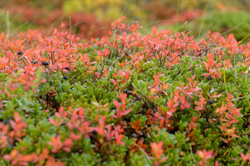 Herbstfarben in Island