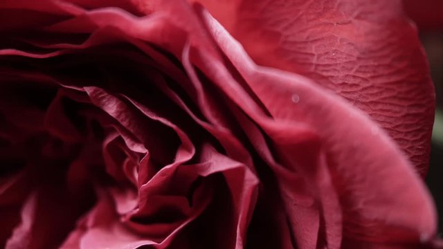 Roses, flowers for your loved ones