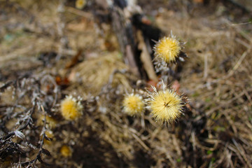 Dry herbs, medicine in the forest