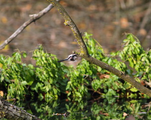 The fantastic acrobatic performances of the long-tailed tit