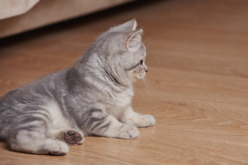 Portrait of small striped kitten laying on floor.