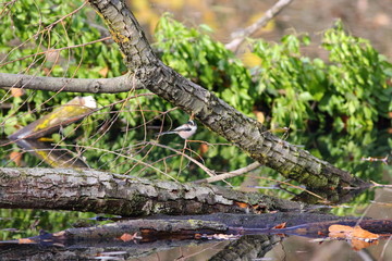 long-tailed tit gregarious birds and acrobats