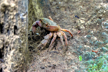 crab on the beach