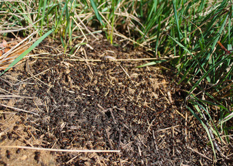 Anthill with many black ants