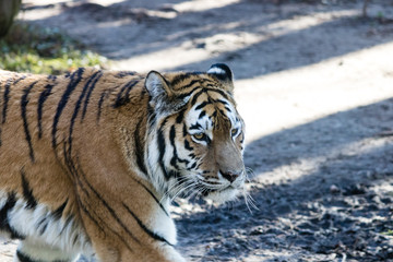 Fototapeta na wymiar the Tiger at zoo