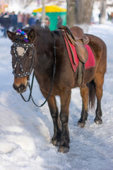 Naklejka premium old horse on a winter road and a ribbon in the mane