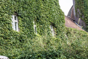 ancient stone house entwined with green ivy