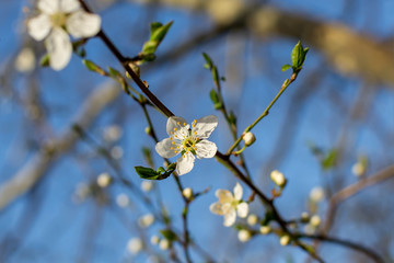 Close-up of white flowers on a cherry tree branch against a blue sky. Blooming plum in early spring.