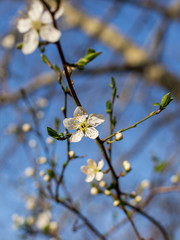 Close-up of white flowers on a cherry tree branch against a blue sky. Blooming plum in early spring.