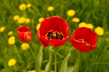 Fototapeta na wymiar Blooming open buds of three red tulips
