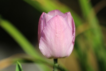 tulpe