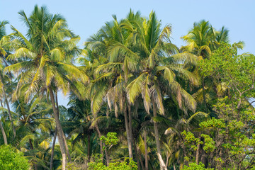 Fototapeta na wymiar palm branches against the blue sky