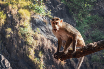 Fototapeta na wymiar Indian Bonnet Macaque in jungle
