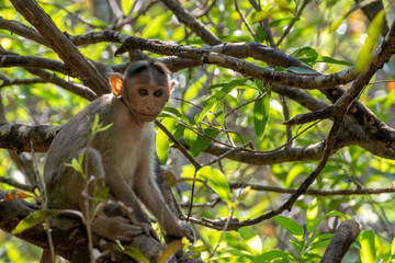 Indian Bonnet Macaque in jungle
