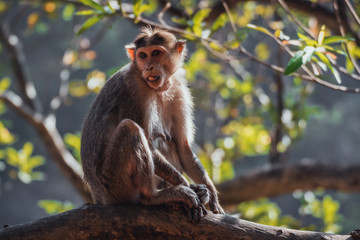 Indian Bonnet Macaque in jungle