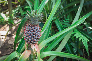 Obraz premium Pineapple fruit on bush.