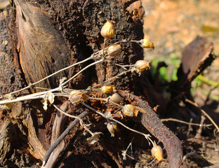 Dry herb, medicine in the forest