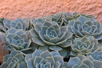 Obraz premium Plant In blossom on garden. Mexican snow ball, Mexican gem, white Mexican rose. Succulent plant in a desert garden. Scientific name: Echeveria elegant.