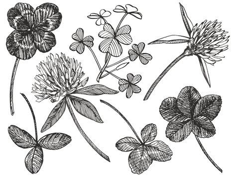 Clover set. Isolated wild plant and leaves on white background. Herbal engraved style illustration. Detailed botanical sketch. A set of clover leaves - four-leafed and trefoil.