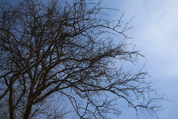 tree in the sky