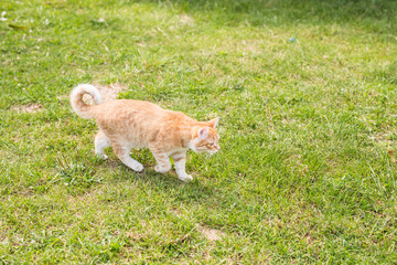 portrait of a cute ginger cat walking in a sunny green meadow on a warm summer evening