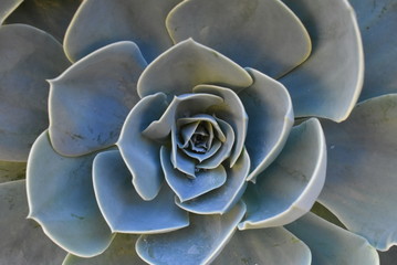 Plant In blossom on garden. Mexican snow ball, Mexican gem, white Mexican rose. Succulent plant in a desert garden. Scientific name: Echeveria elegant.