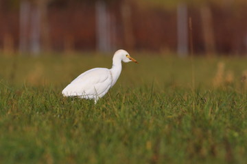 Obraz premium cattle egret smallest among the white herons