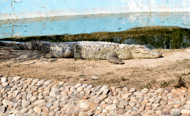 The Crocodile is a large water reptile and have limited cross movement in their neck. This image taken while taking rest. 