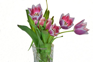 bouquet of tulips in a vase isolated on white