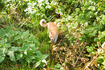 portrait of a cute ginger cat walking in a sunny green meadow on a warm summer evening