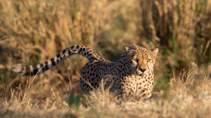 Cheetah close-up (Acinonyx jubatus), Masai Mara Reserve, Kenya