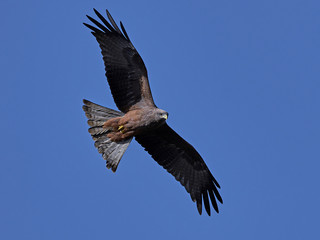 Yellow-billed kite (Milvus aegyptius)