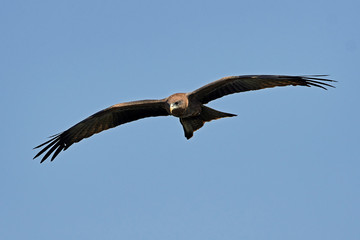 Yellow-billed kite (Milvus aegyptius)