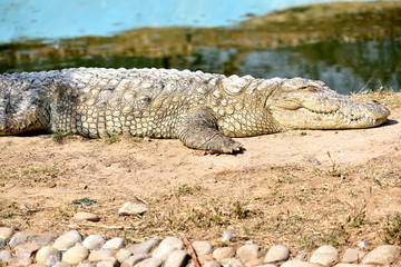 The Crocodile is a large water reptile and have limited cross movement in their neck. This image taken while taking rest. 