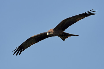 Yellow-billed kite (Milvus aegyptius)