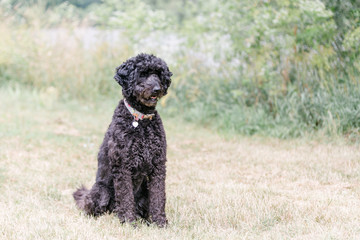 Schwarzer großer Pudel im Feld