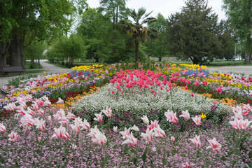 Buntes Blumenbeet mit Tulpen im Park im Frühling