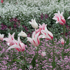 Buntes Blumenbeet mit Tulpen im Frühling