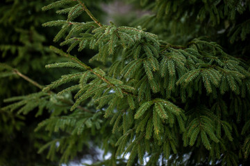 in the Park and forest Trees covered with snow	