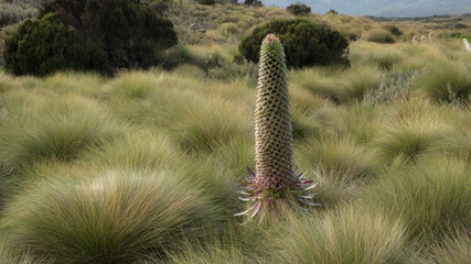 Rare giant Lobelia telekii on Sirimon route to Mt Kenya Lenana Point UNESCO Heritage Site