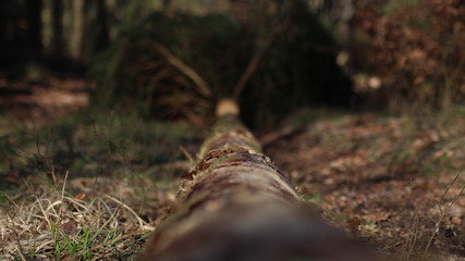 Gefällter Baum Stamm